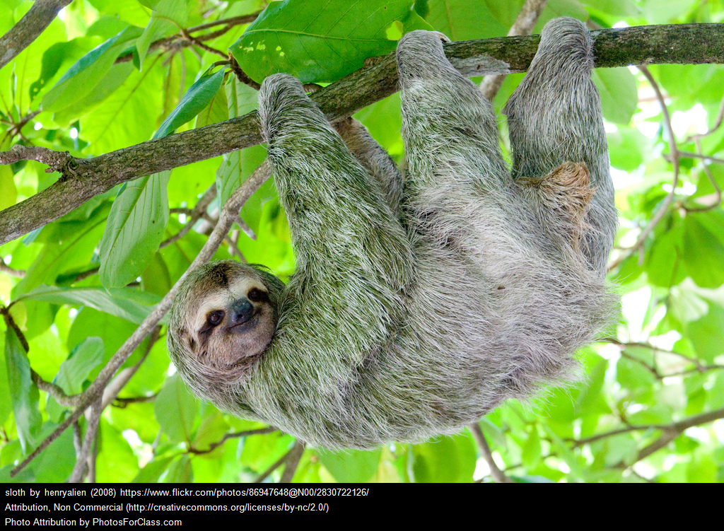 Are Sloths Your Spirit Animal? | FlamingPurpleJellyfish